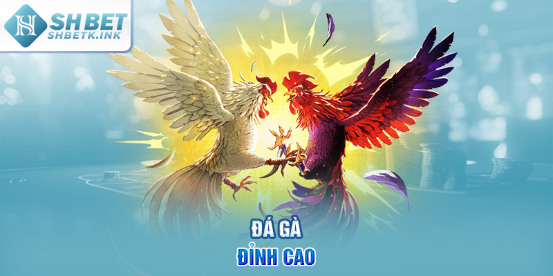 Đá gà đỉnh cao