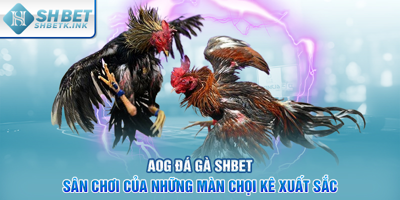 AOG đá gà